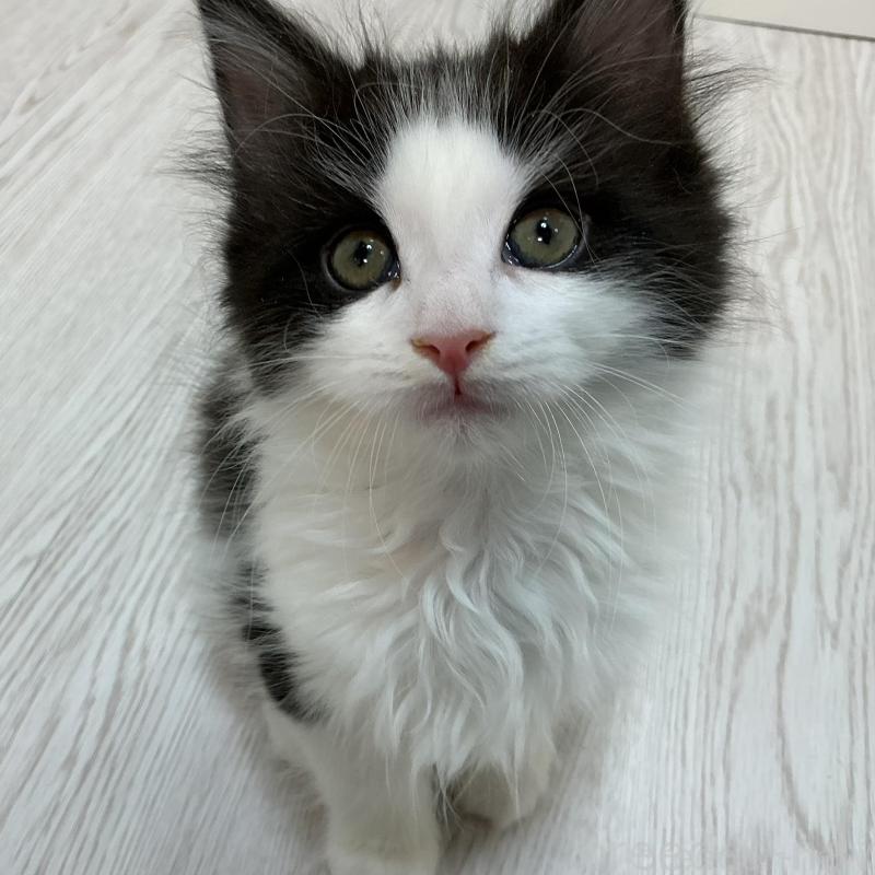 販売中の群馬県のメインクーン-137273の4枚目