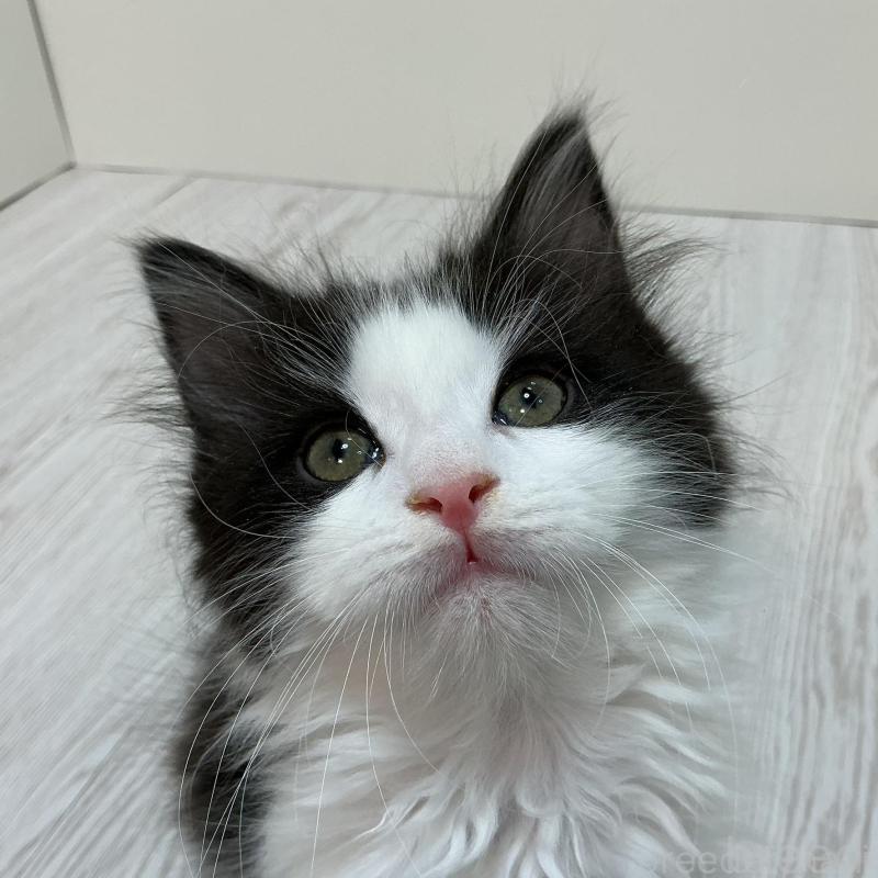 販売中の群馬県のメインクーン-137273の3枚目