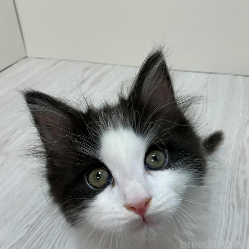 販売中の群馬県のメインクーン-137273の2枚目