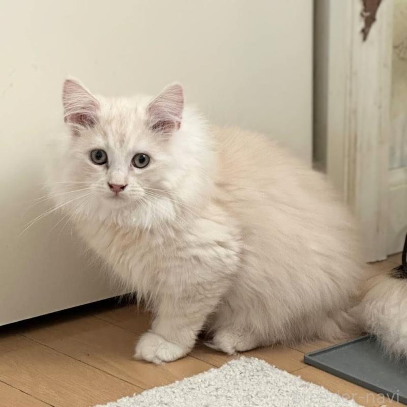 販売中の埼玉県のサイベリアン-132262の3枚目