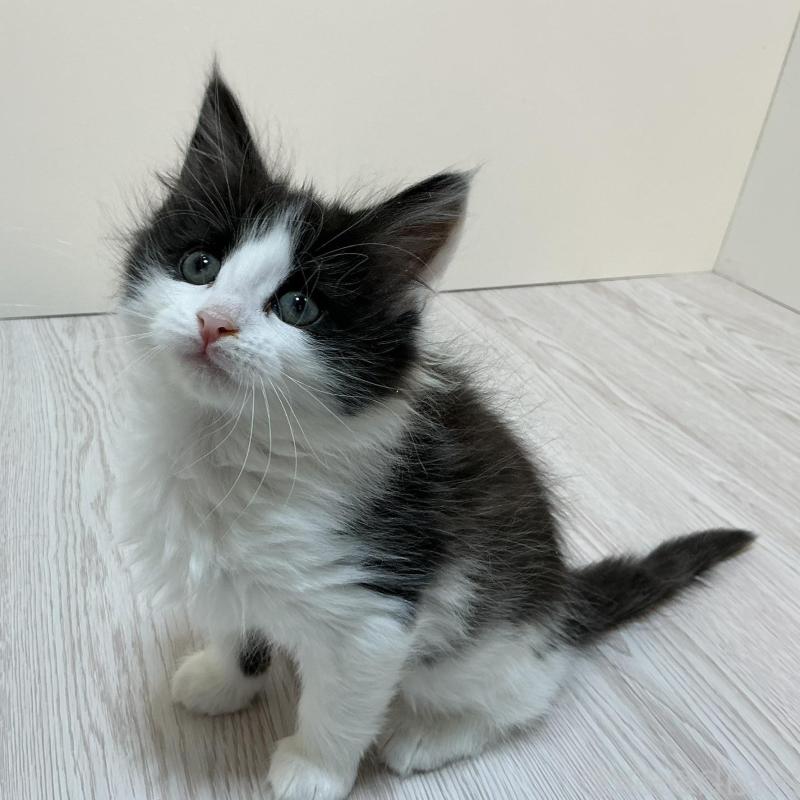 販売中の群馬県のメインクーン-137274の4枚目