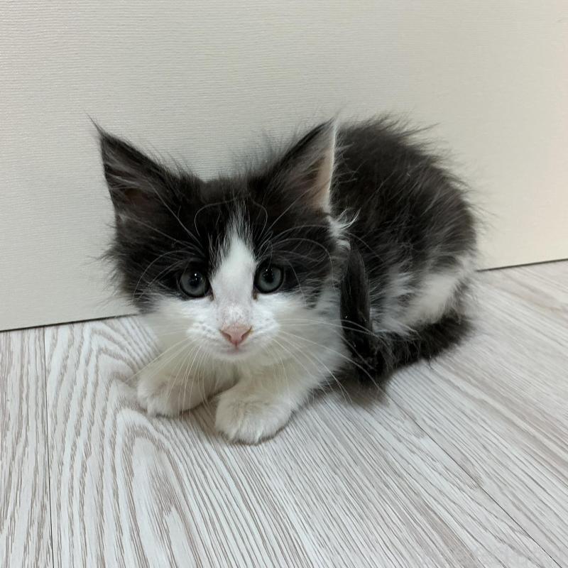 販売中の群馬県のメインクーン-137274の3枚目