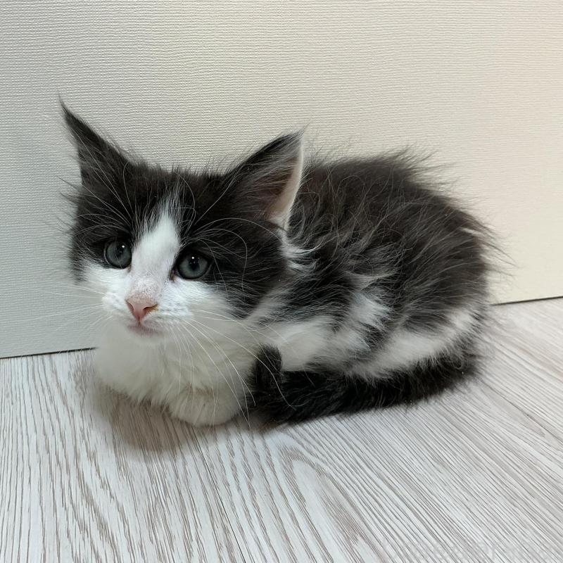 販売中の群馬県のメインクーン-137274の2枚目