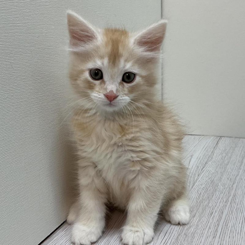 販売中の群馬県のメインクーン-137275の4枚目