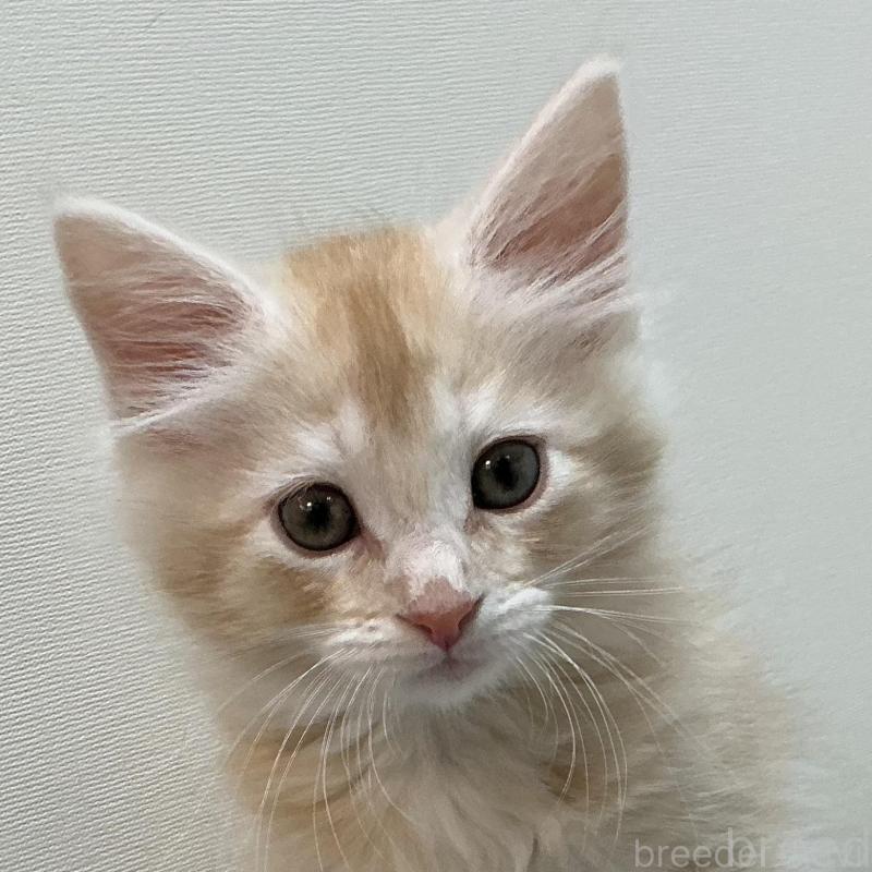 販売中の群馬県のメインクーン-137275の3枚目