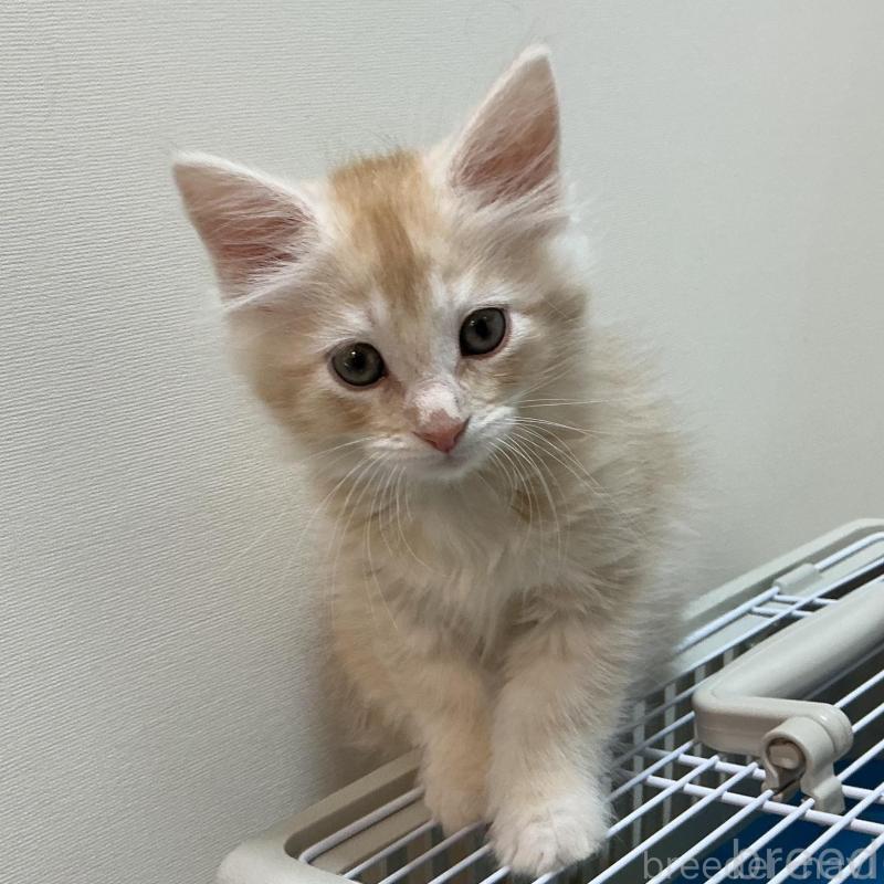 販売中の群馬県のメインクーン-137275の2枚目