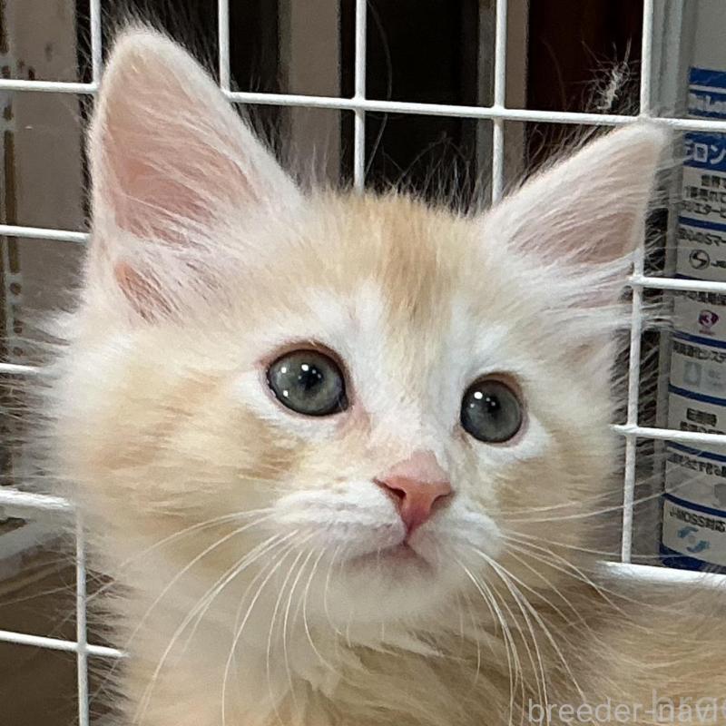 販売中の群馬県のメインクーン-137275