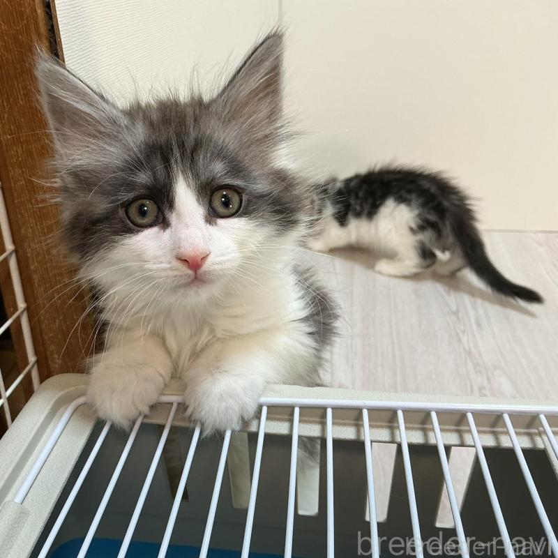 商談中の群馬県のメインクーン-137276の1枚目