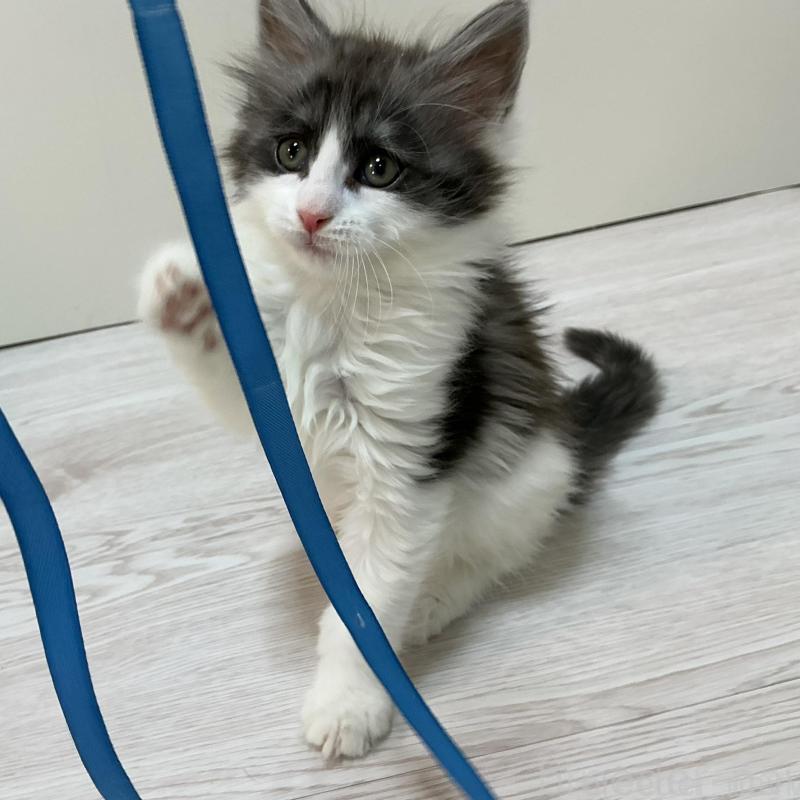 商談中の群馬県のメインクーン-137276の4枚目