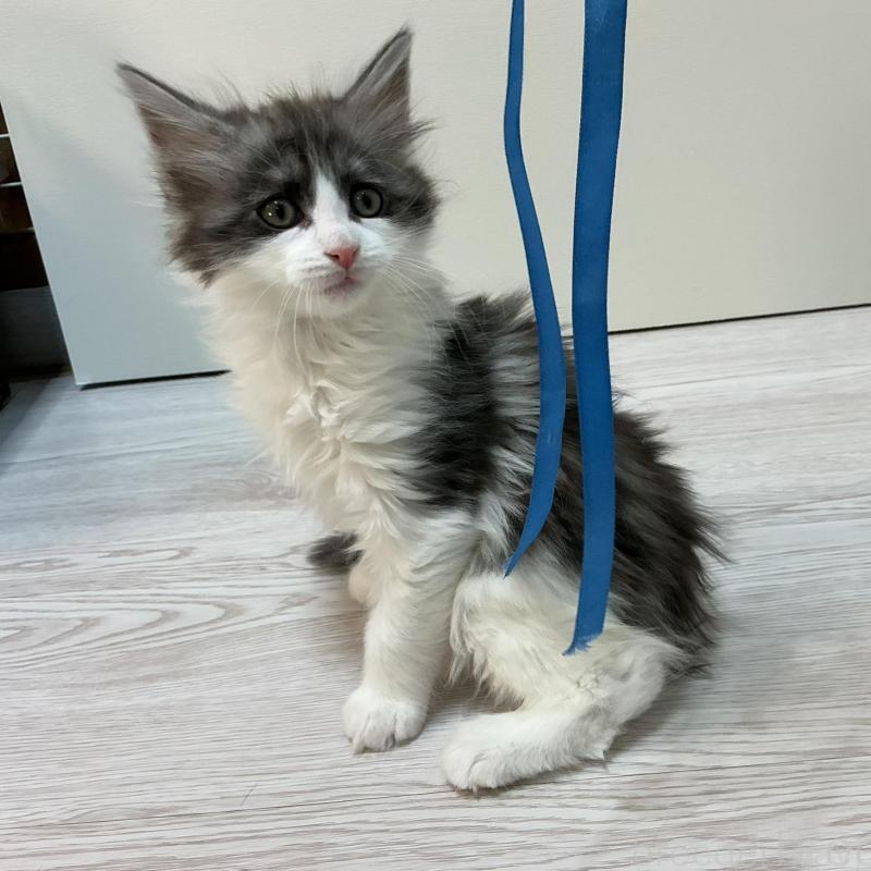 商談中の群馬県のメインクーン-137276の3枚目