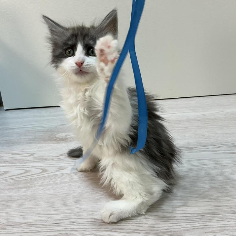 商談中の群馬県のメインクーン-137276の2枚目