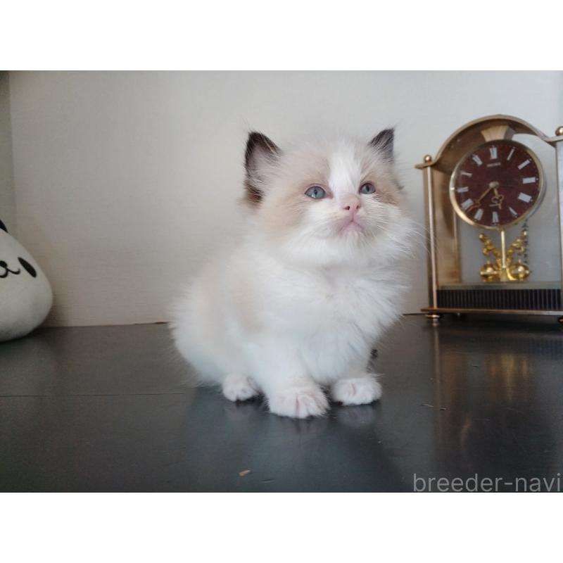 販売中の東京都のラグドール-137278の10枚目