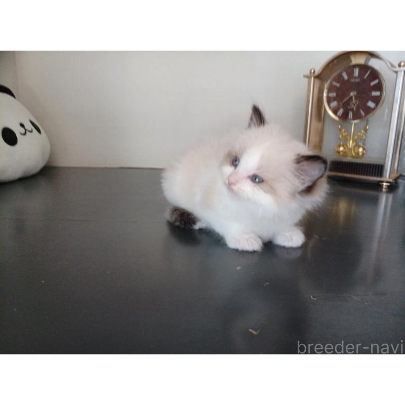 販売中の東京都のラグドール-137278の9枚目
