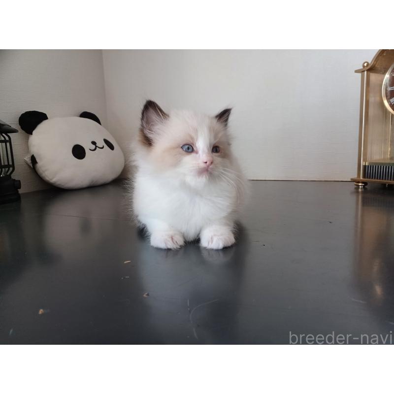 販売中の東京都のラグドール-137278の8枚目