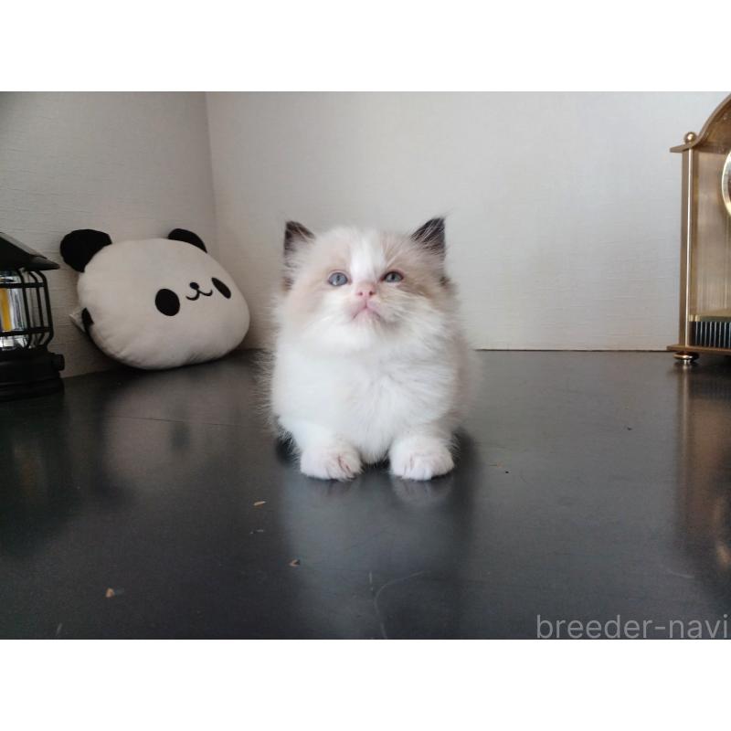 販売中の東京都のラグドール-137278の7枚目