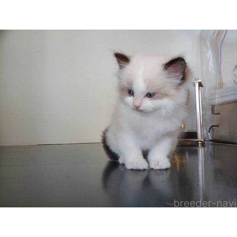 販売中の東京都のラグドール-137278の6枚目