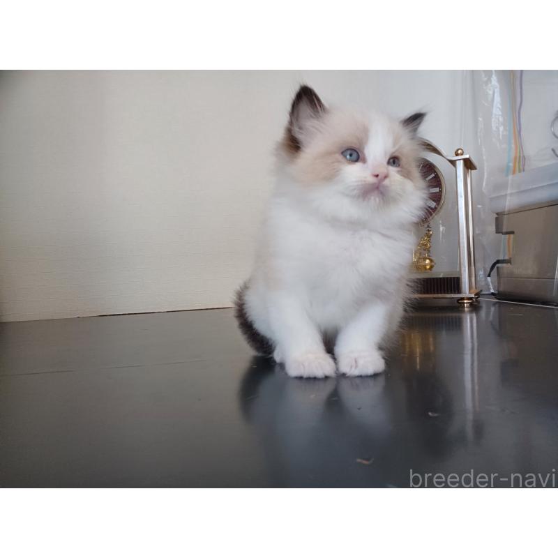 販売中の東京都のラグドール-137278の5枚目