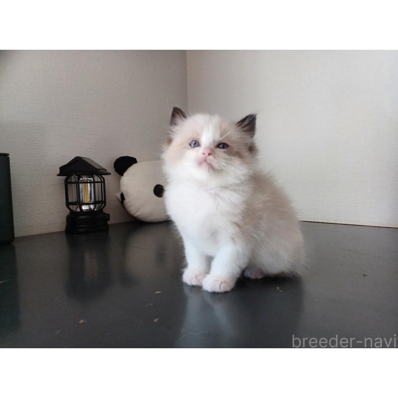 販売中の東京都のラグドール-137278の4枚目