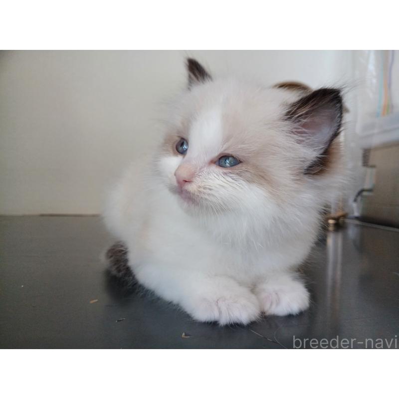 販売中の東京都のラグドール-137278の2枚目