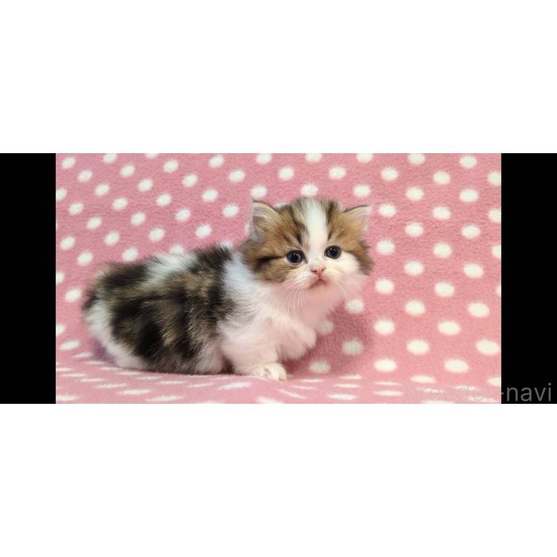 販売中の愛知県のミヌエット(短足)-137277の4枚目