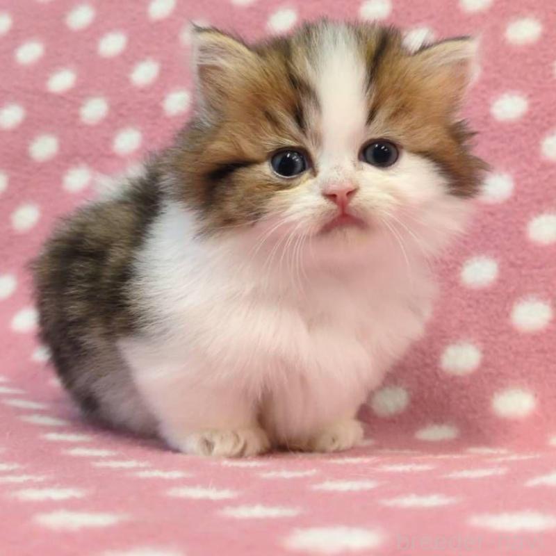 販売中の愛知県のミヌエット(短足)-137277の3枚目