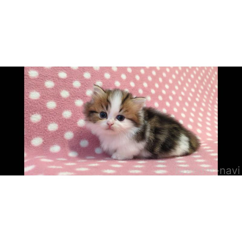 販売中の愛知県のミヌエット(短足)-137277の2枚目