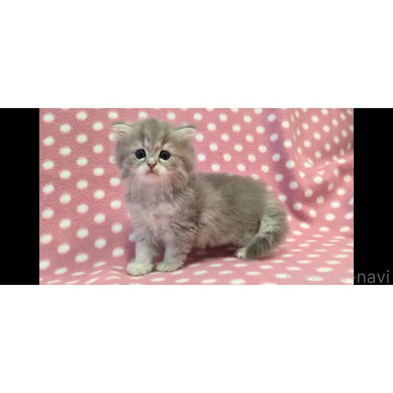 販売中の愛知県のミヌエット-137279の3枚目