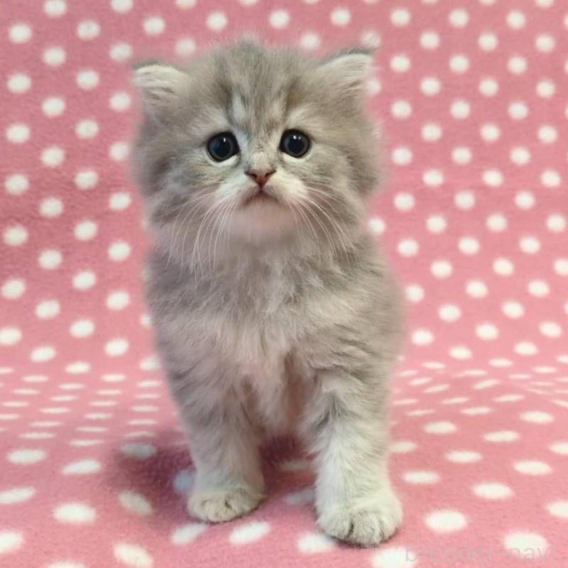 販売中の愛知県のミヌエット-137279