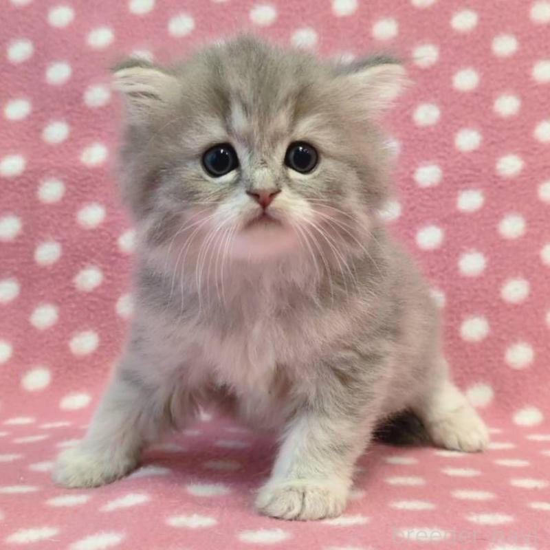 販売中の愛知県のミヌエット-137279の2枚目