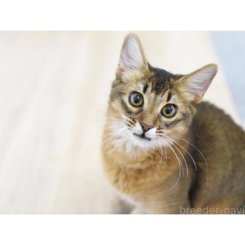 販売中の大阪府のソマリ-131488