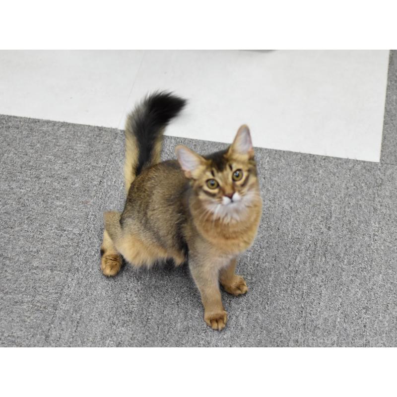 成約済の大阪府のソマリ-131488の9枚目