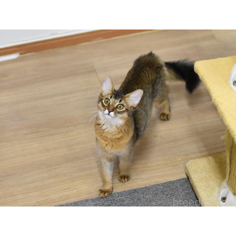 成約済の大阪府のソマリ-131488の8枚目