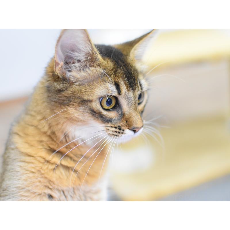 成約済の大阪府のソマリ-131488の7枚目