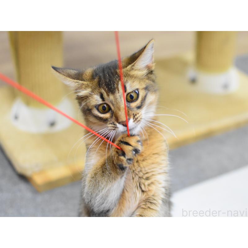 成約済の大阪府のソマリ-131488の6枚目