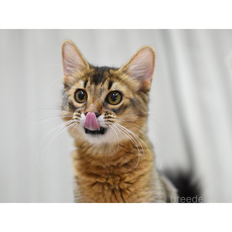 成約済の大阪府のソマリ-131488の5枚目