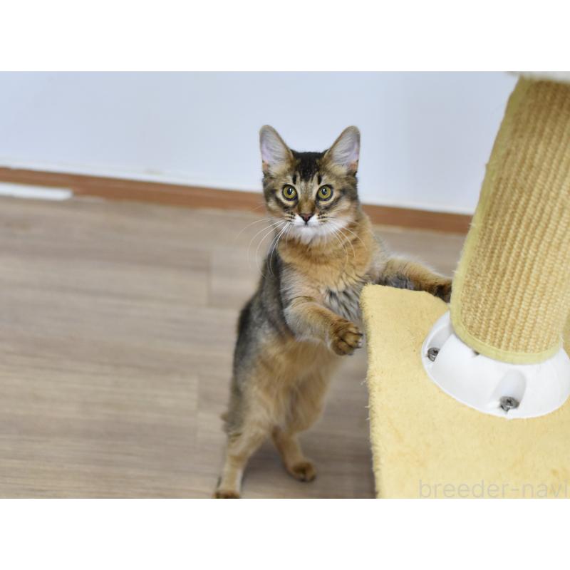 成約済の大阪府のソマリ-131488の3枚目