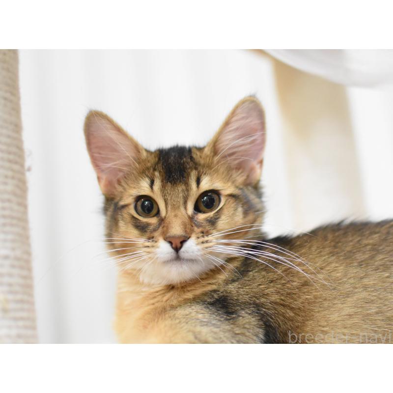 販売中の大阪府のソマリ-132687