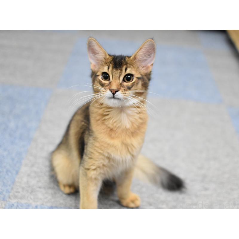 販売中の大阪府のソマリ-132687の9枚目