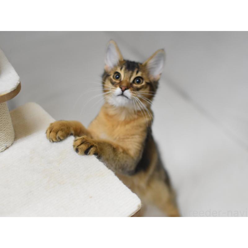 販売中の大阪府のソマリ-132687の8枚目