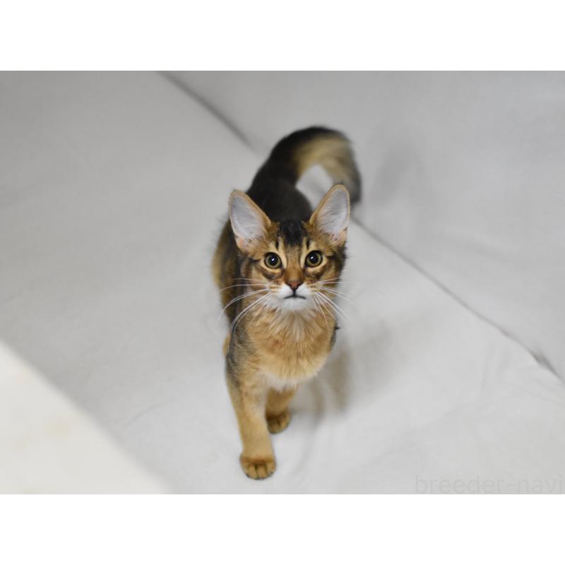 販売中の大阪府のソマリ-132687の7枚目