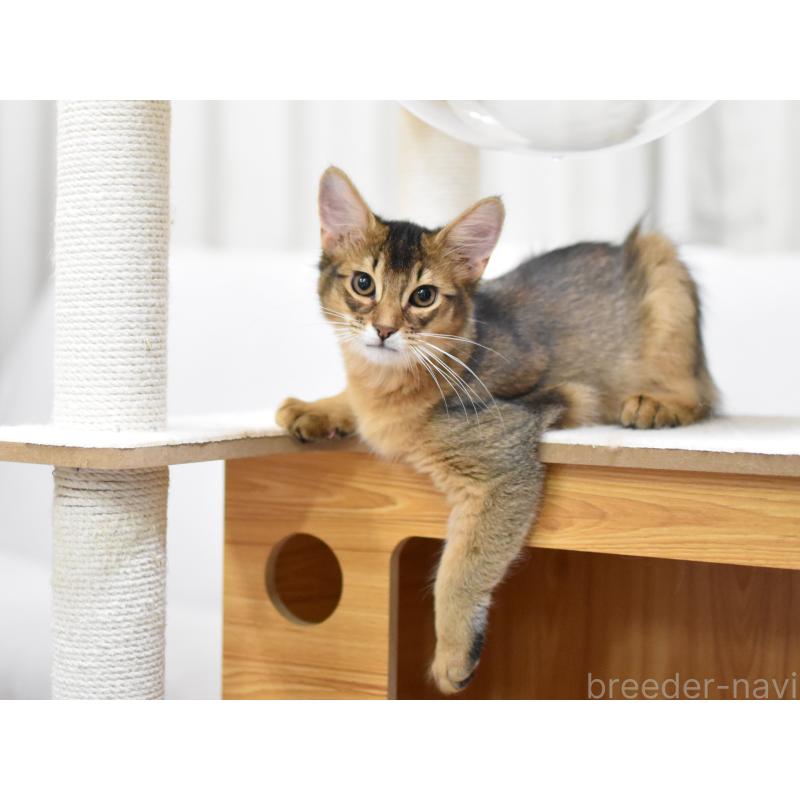 販売中の大阪府のソマリ-132687の6枚目