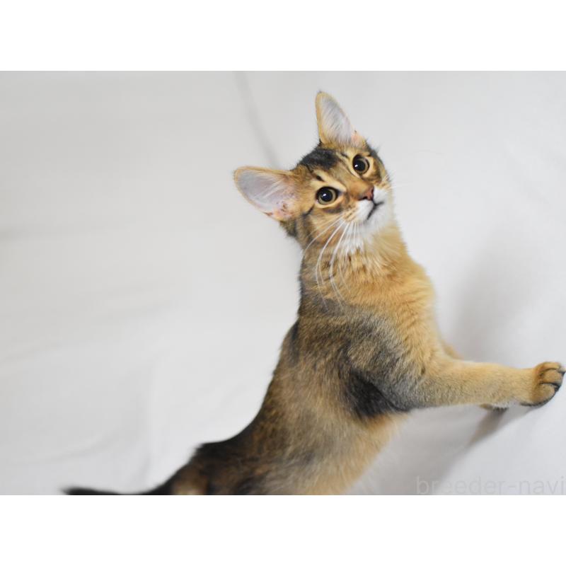 販売中の大阪府のソマリ-132687の5枚目