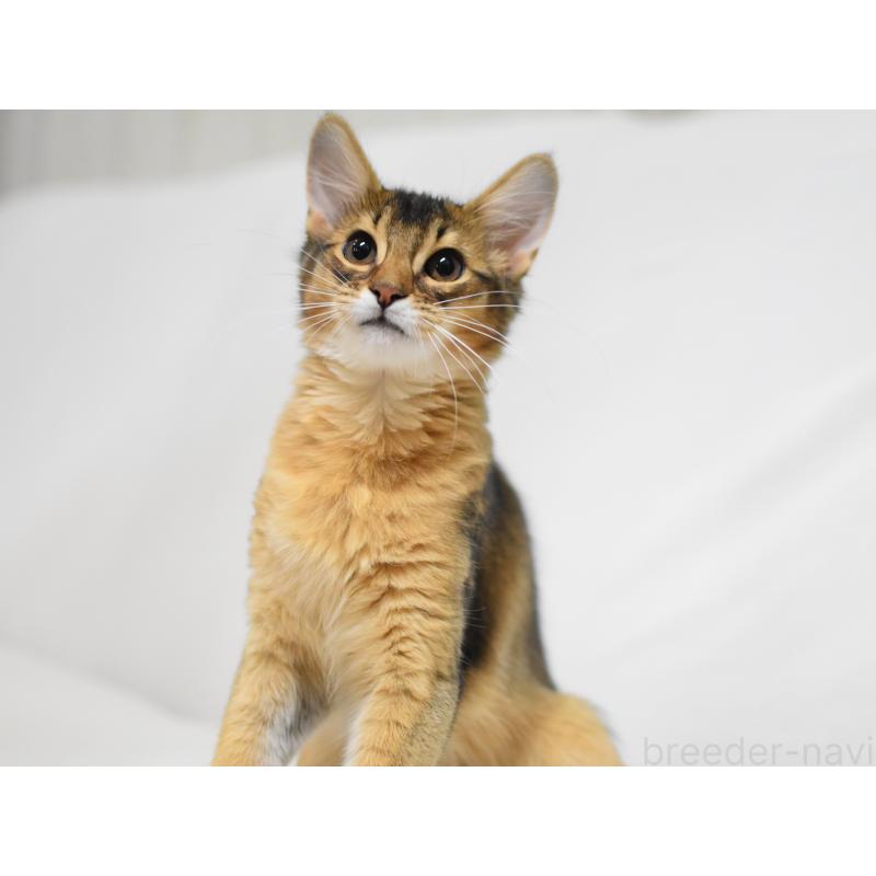 販売中の大阪府のソマリ-132687の4枚目