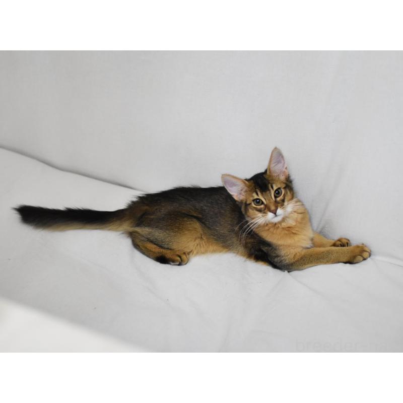 販売中の大阪府のソマリ-132687の3枚目