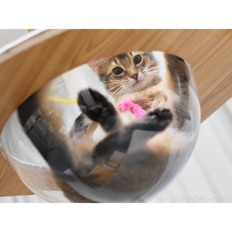 販売中の大阪府のソマリ-132687の2枚目