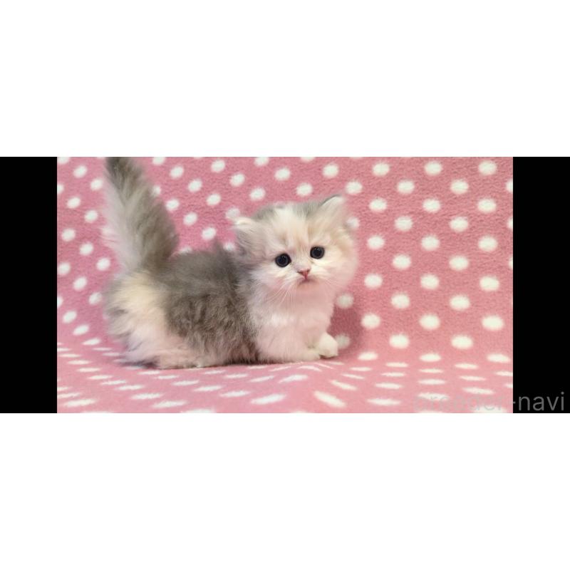 販売中の愛知県のミヌエット(短足)-137280の3枚目