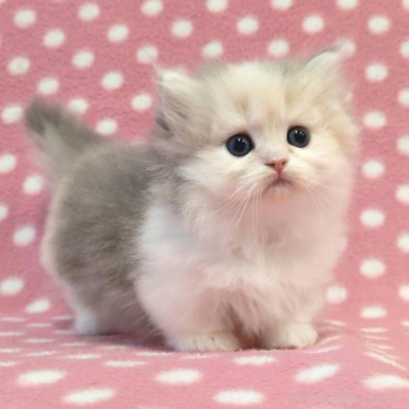 販売中の愛知県のミヌエット(短足)-137280