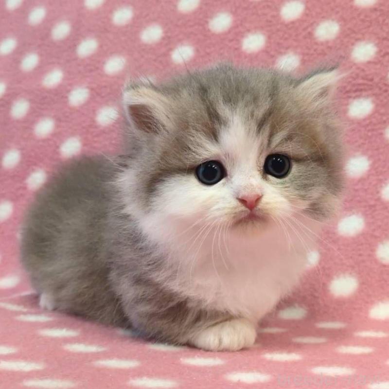 販売中の愛知県のミヌエット(短足)-137281の4枚目