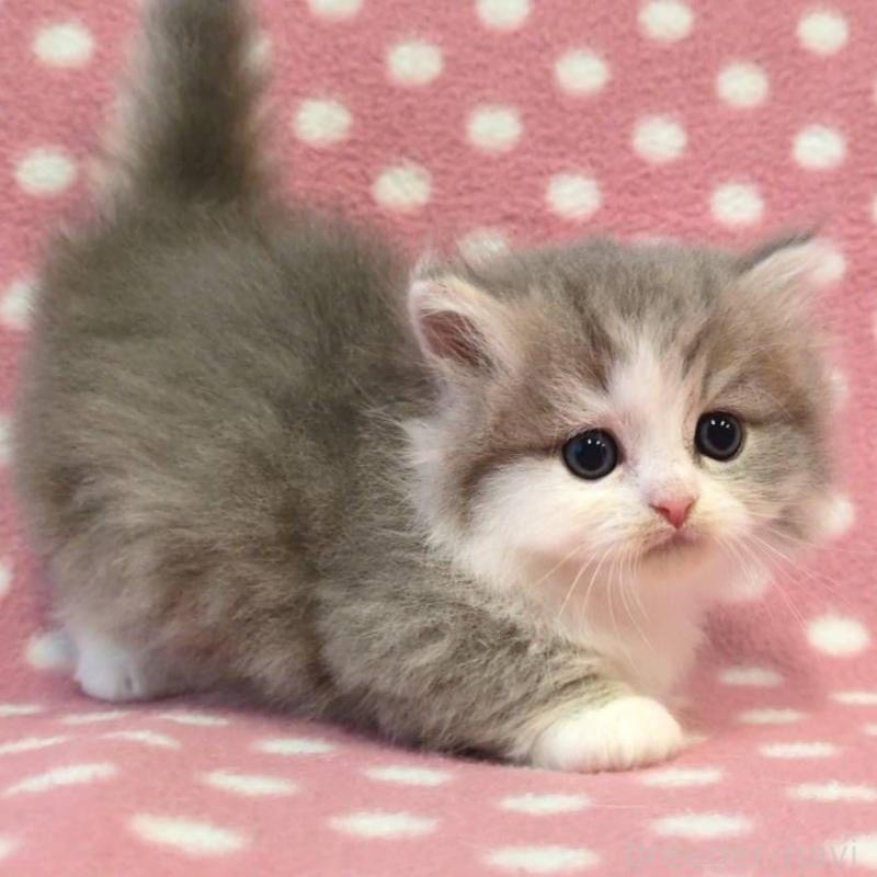 販売中の愛知県のミヌエット(短足)-137281の3枚目