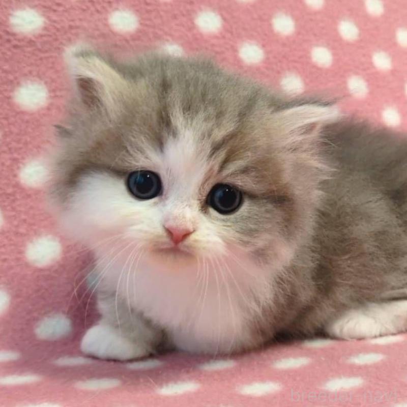 販売中の愛知県のミヌエット(短足)-137281の1枚目